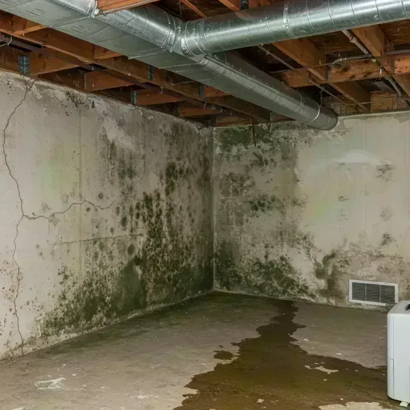 Professional Mold Removal in Barnesville, OH